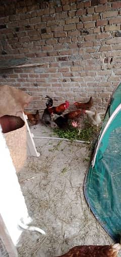 5 female hens eggs laying fer sell and 1 male