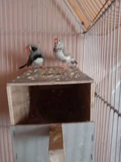 zebra finches pair with cage. .