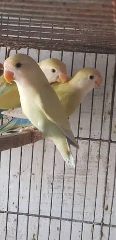 fisher pathay and cream rosicollie love bird pathay