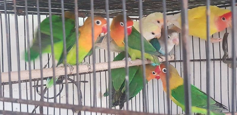 fisher pathay and cream rosicollie love bird pathay 1