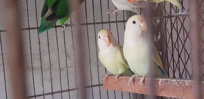 fisher pathay and cream rosicollie love bird pathay 2