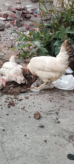 Eggs laying Hen