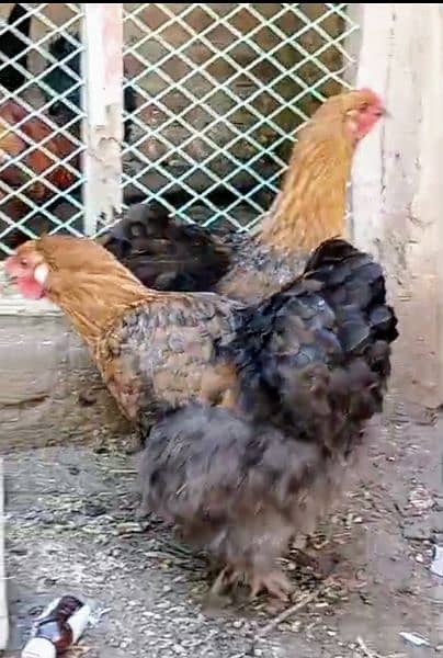 brahma two females available 1