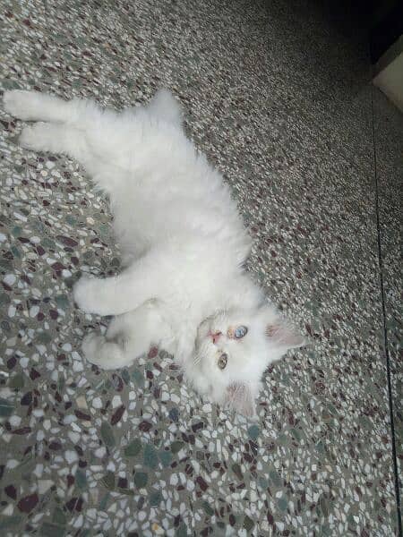 Persian kitten deul ayes age 3 month 1
