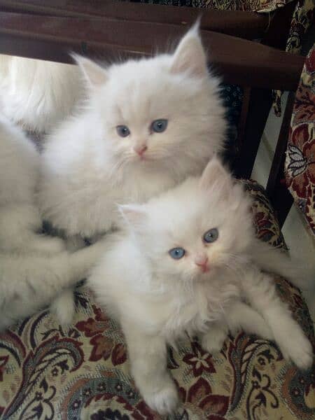 Persian kitten deul ayes age 3 month 3