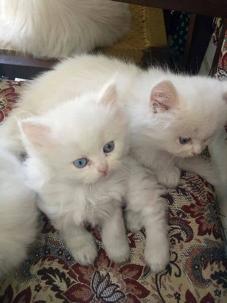 Persian kitten deul ayes age 3 month 4