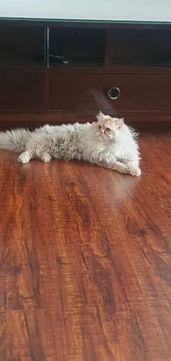 Persian male cat triple coat healthy playful