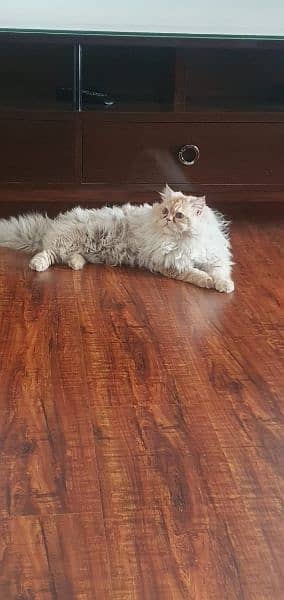 Persian male cat triple coat healthy playful 0