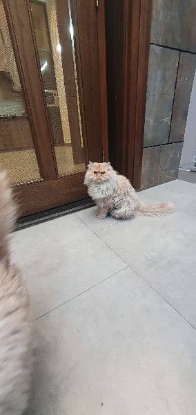 Persian male cat triple coat healthy playful 1