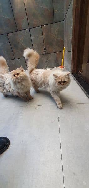 Persian male cat triple coat healthy playful 2