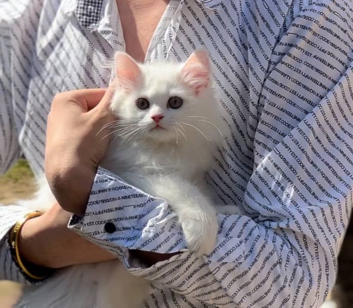 White Persian Kitten 1