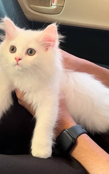 White Persian Kitten 3