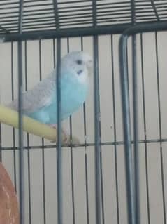 want to sell parrot 0