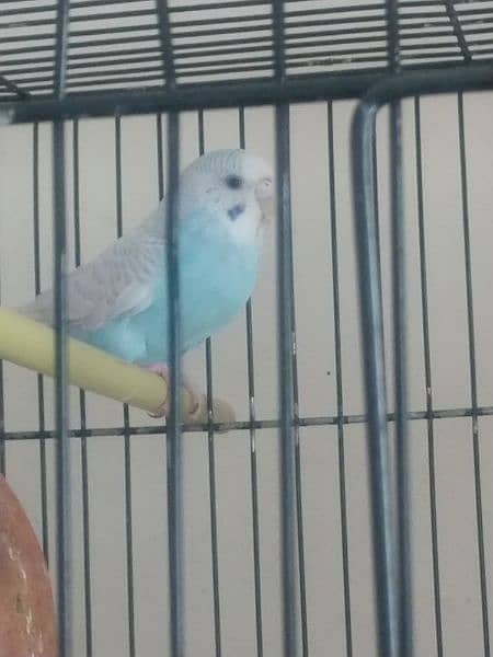 want to sell parrot 0