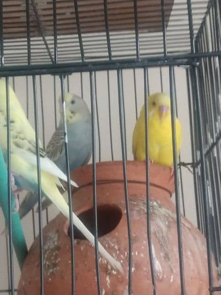 want to sell parrot 1