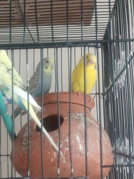 want to sell parrot 2