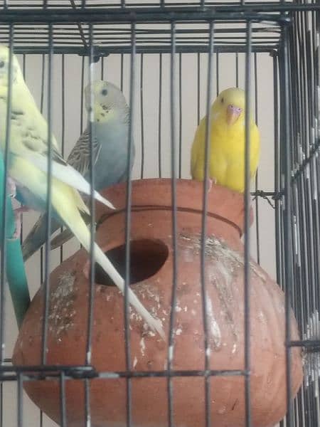 want to sell parrot 3