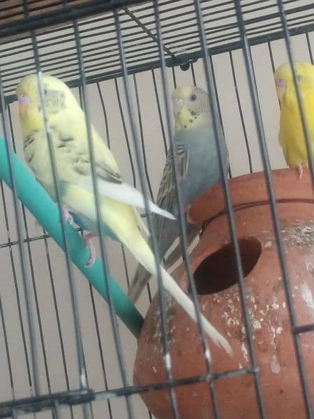 want to sell parrot 4