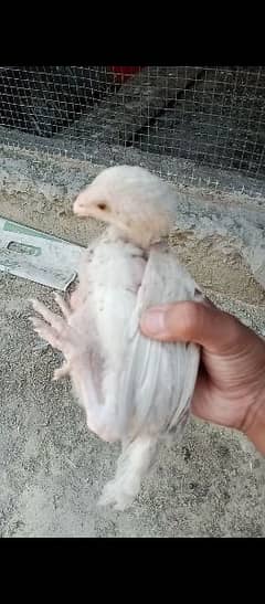 2 month chick paper white