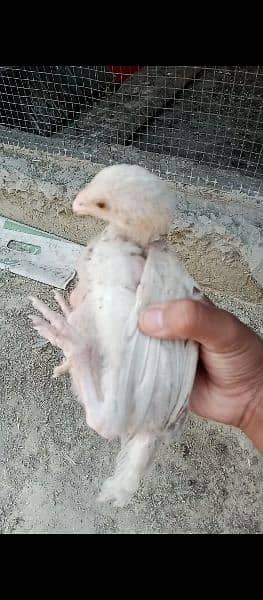 2 month chick paper white 0