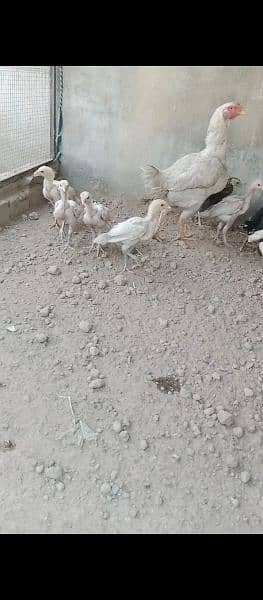 2 month chick paper white 3