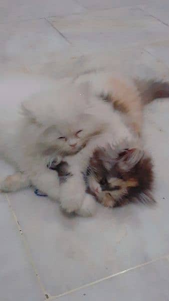 kittens 5