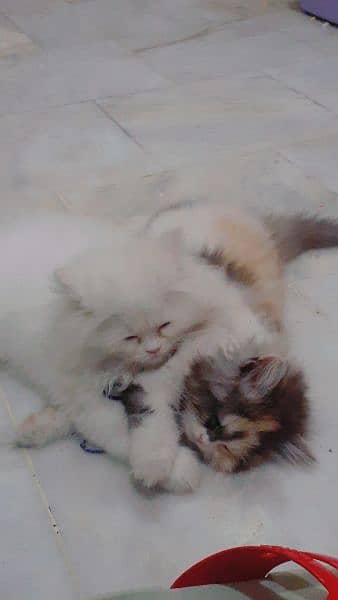 kittens 6