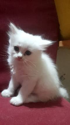 White persian kitten 50 days old