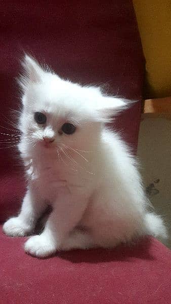 White persian kittens Two  50 days old 0