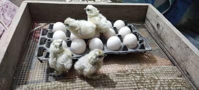 white silkie chicks and eggs