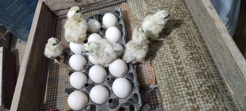 white silkie chicks and eggs 2