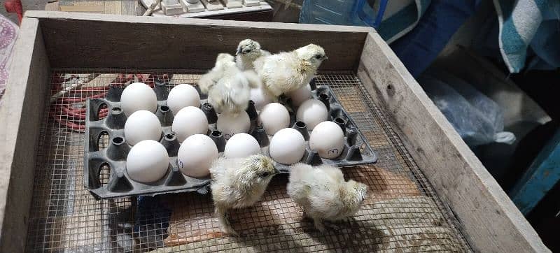 white silkie chicks and eggs 3