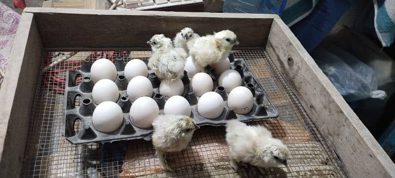 white silkie chicks and eggs 4