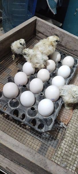 white silkie chicks and eggs 5