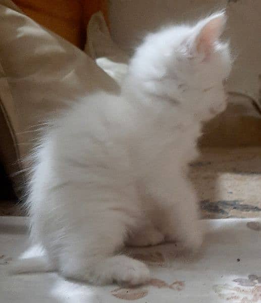 White persian kittens Two  50 days old 3