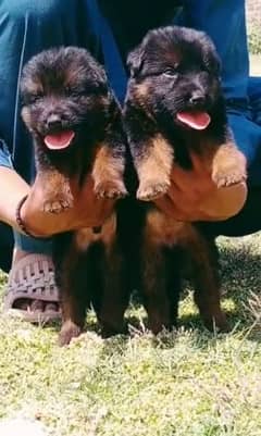 German Shepherd double coat pair | German Shepherd Puppies For Sale 0