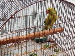 green parrot for sell