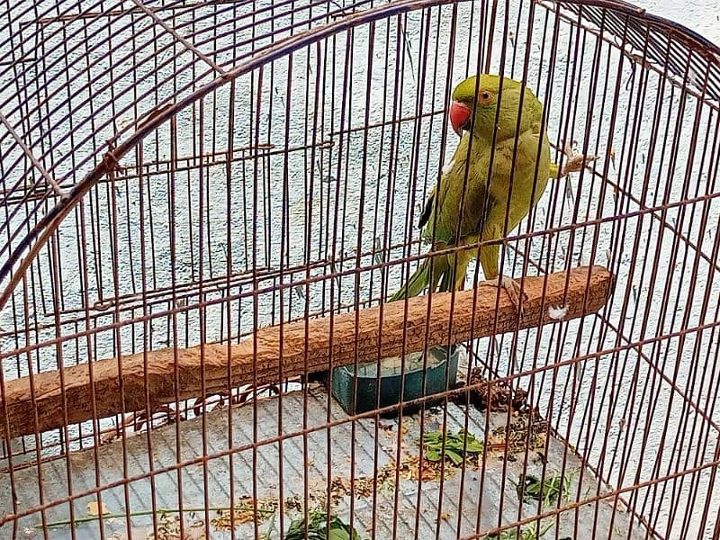 green parrot for sell 0
