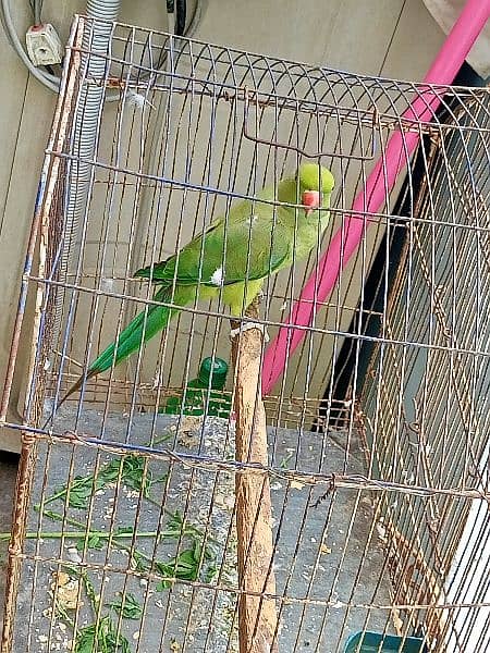 green parrot for sell 1