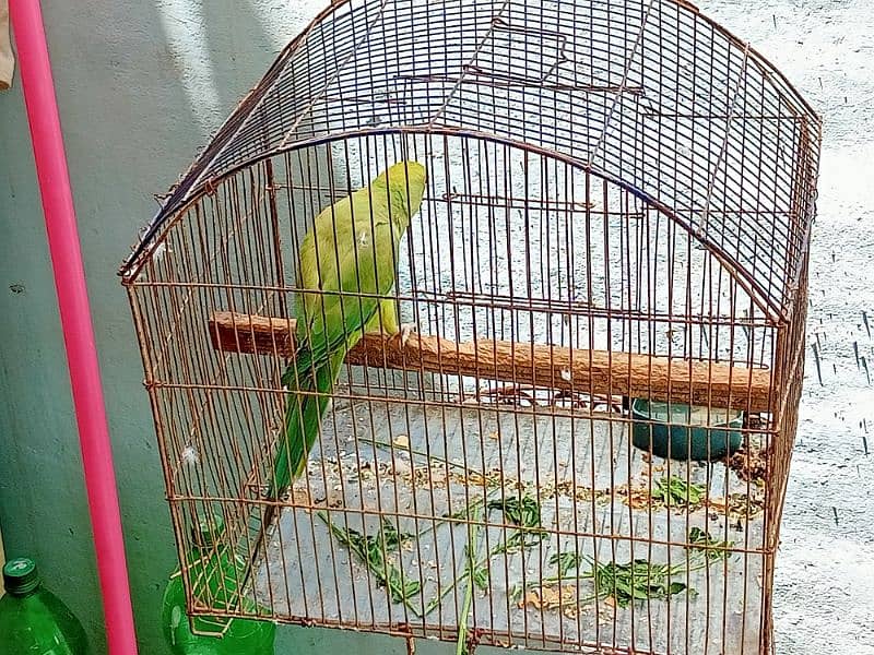 green parrot for sell 2