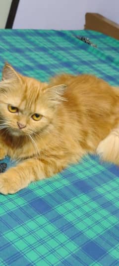 Female Persian Cat Little Trained