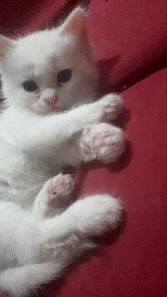 White persian kittens Two  50 days old 2