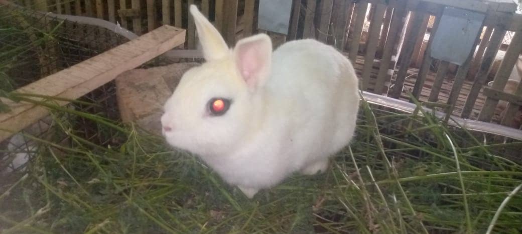 Rabit | Rabbit | bunny | khargosh | Rabits for sale 16
