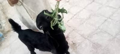 Bakri (Goat) kid Black color Bohat khubsurat 
Ghar ka Pali hui