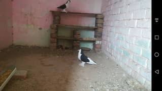 Sherazi pigeons pair