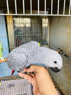 Grey parrot, Indian ringneck, pineapple conure and Senegal parrot sale