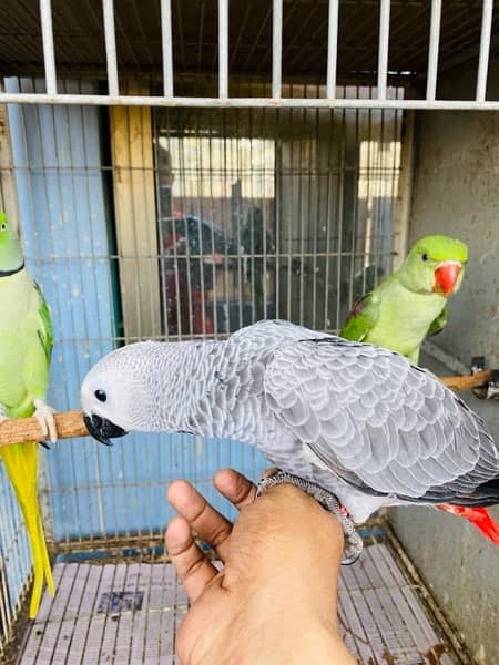 Grey parrot, Indian ringneck, pineapple conure and Senegal parrot sale 1