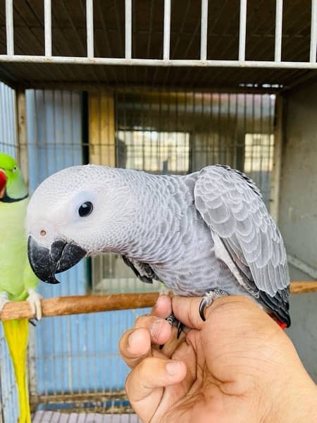 Grey parrot, Indian ringneck, pineapple conure and Senegal parrot sale 2