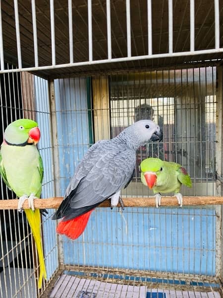 Grey parrot, Indian ringneck, pineapple conure and Senegal parrot sale 3