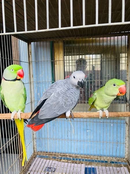 Grey parrot, Indian ringneck, pineapple conure and Senegal parrot sale 4